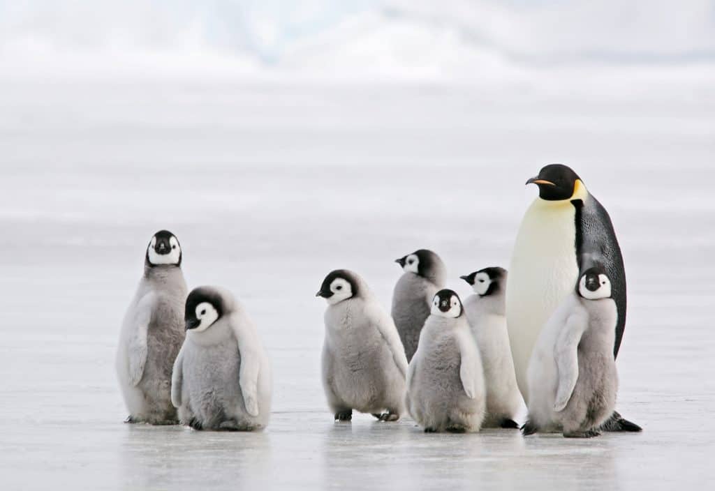 ORIGINAL PENGUIN PARTNERS WITH OCEANA ON WORLD PENGUIN DAY